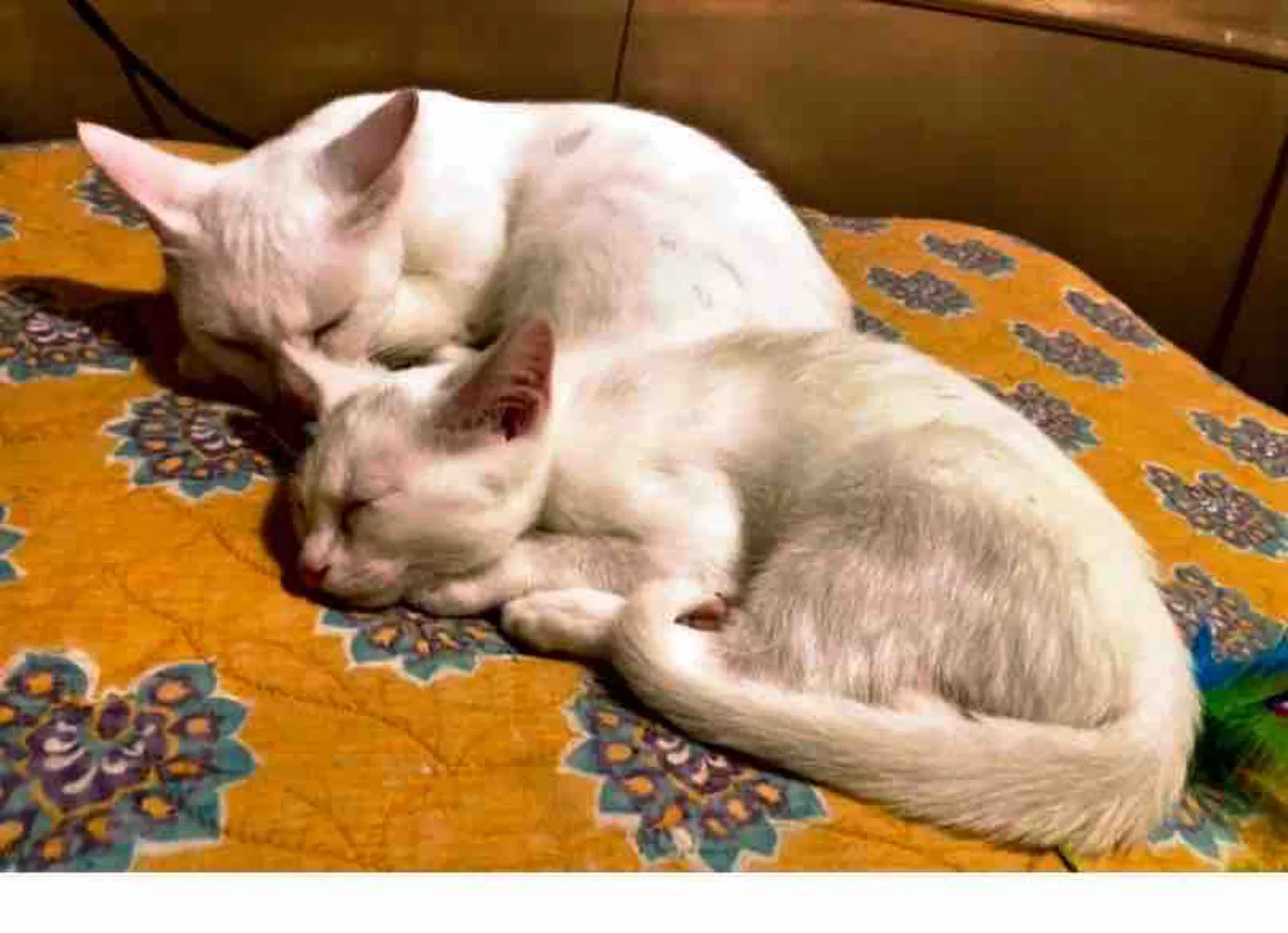 Lost cat in Florala, AL, 36442
