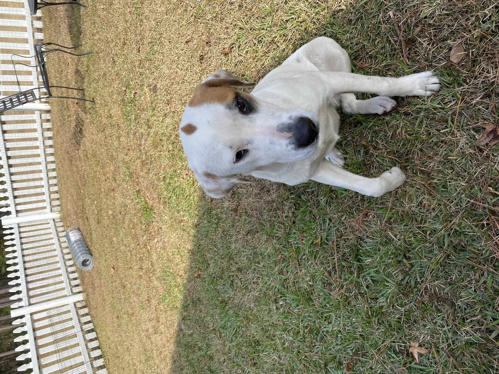 Found dog in Varnville, SC, 29944