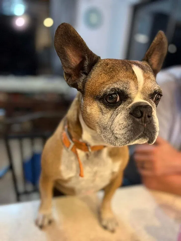 Lost dog in Guthrie, OK, 73044