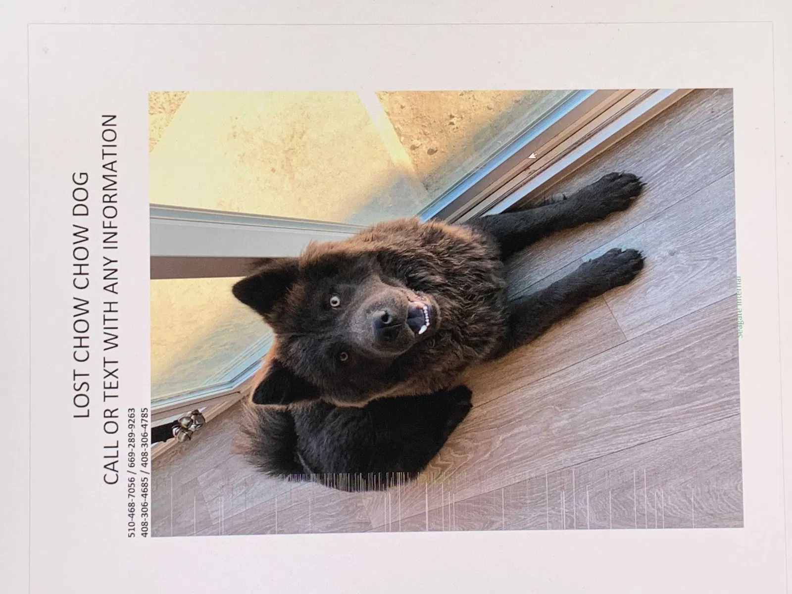 Lost dog in Lathrop, CA, 95330