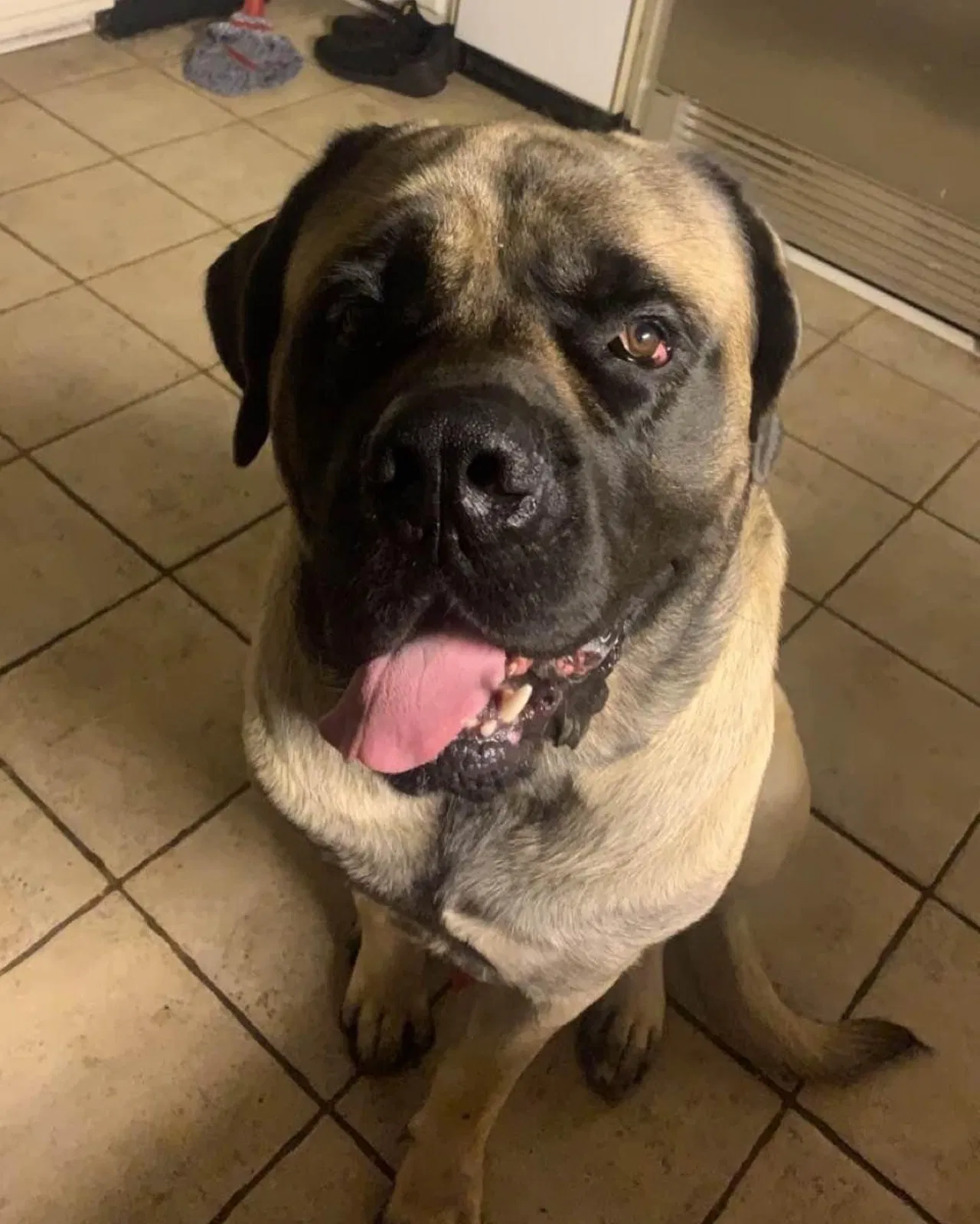 Lost dog in Union, SC, 29379