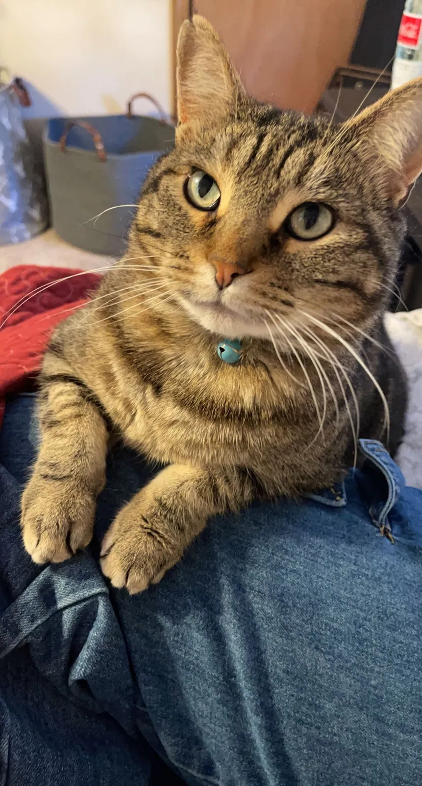 Lost cat in Independence, MO, 64055