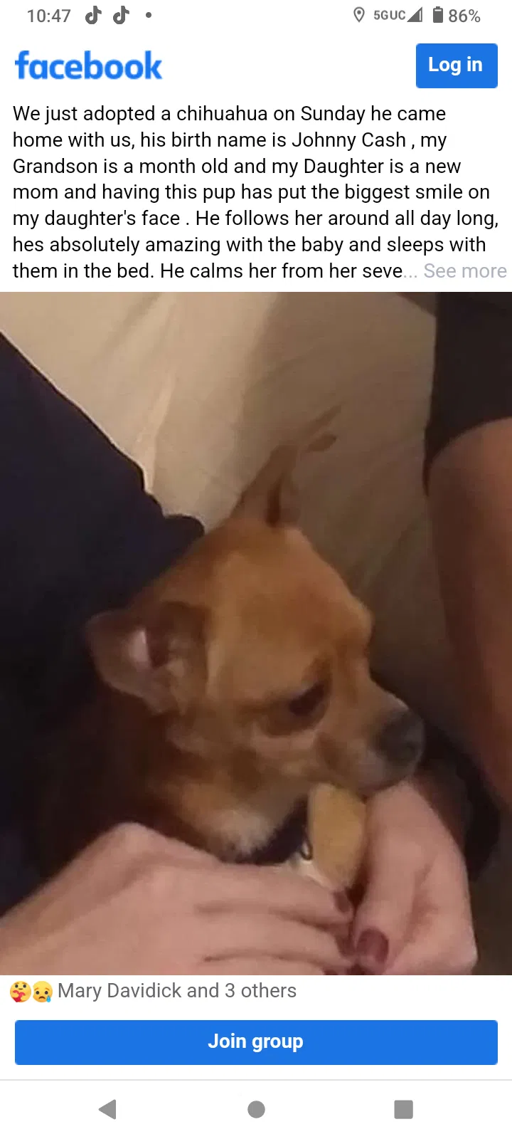 Lost dog in Hazleton, PA, 18201