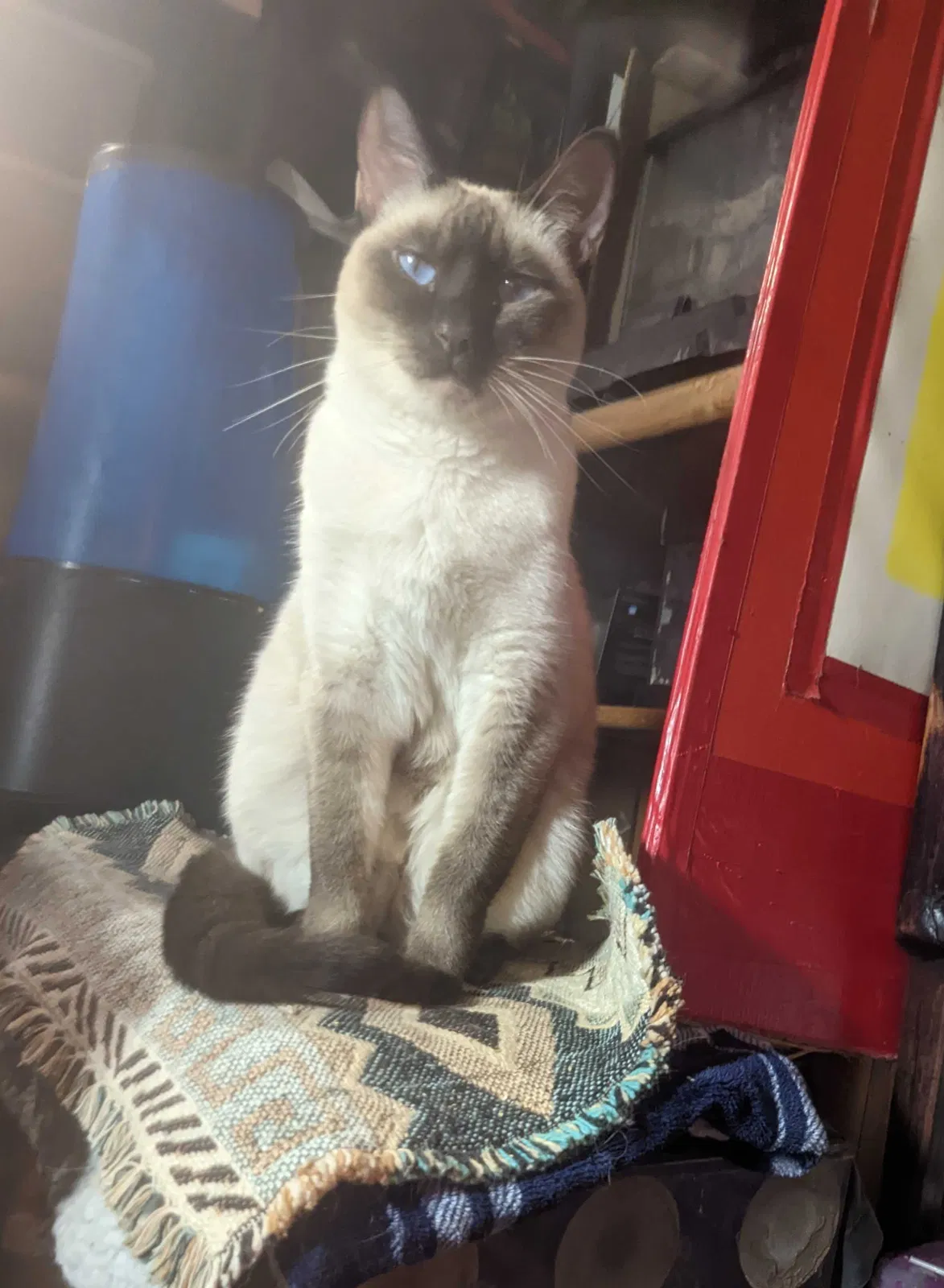Lost cat in Huachuca City, AZ, 85616