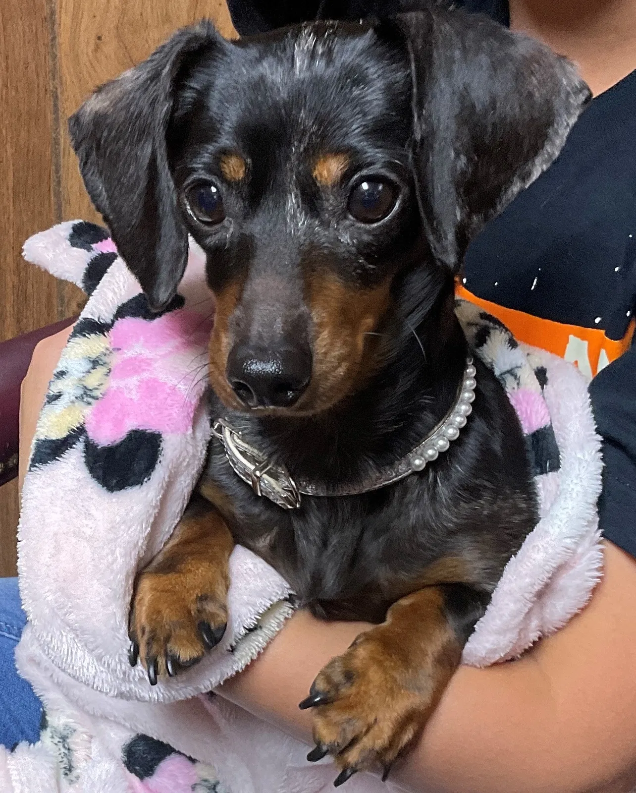 Lost dog in Saint Marys, OH, 45885