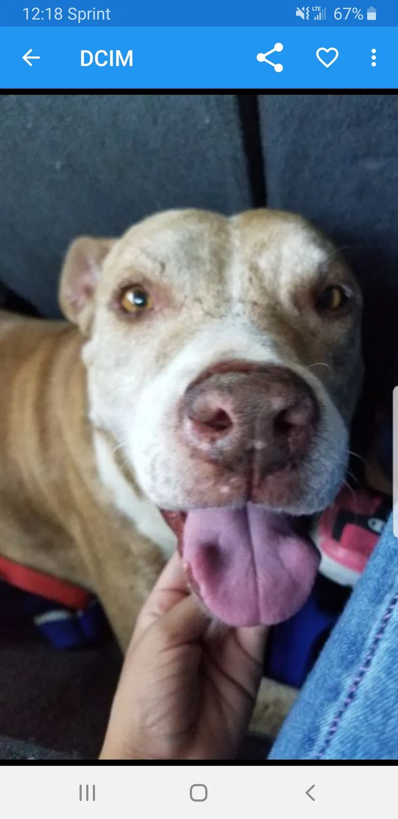 Lost dog in San Antonio, TX, 78245
