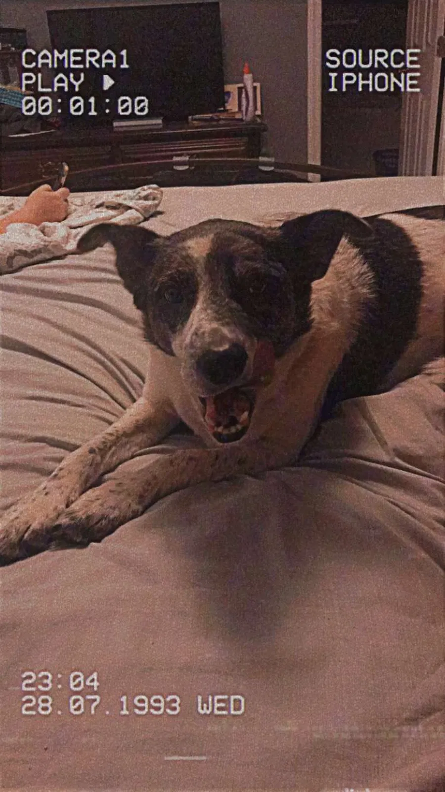 Lost dog in Williamston, SC, 29697
