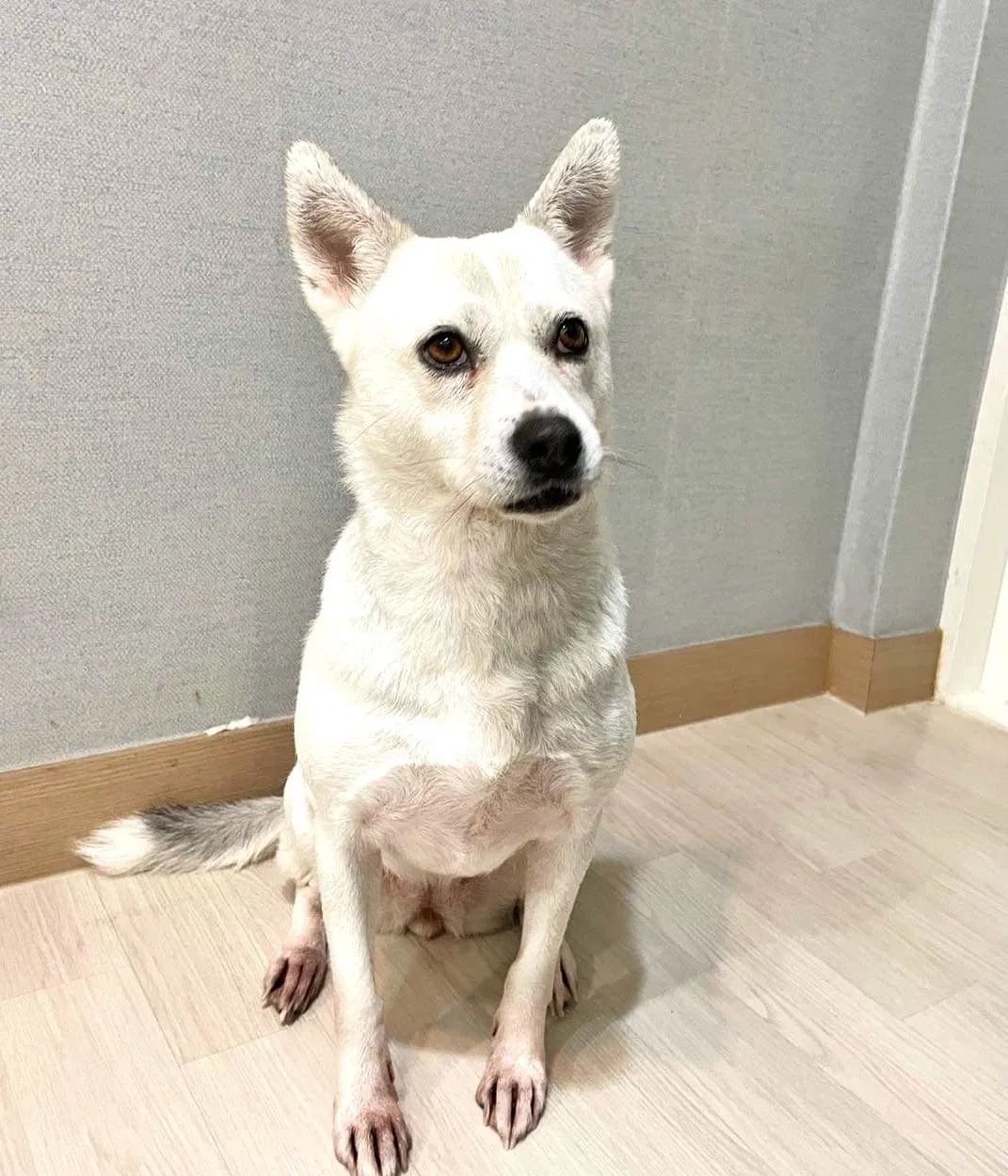 Lost dog in Edison, NJ, 8837