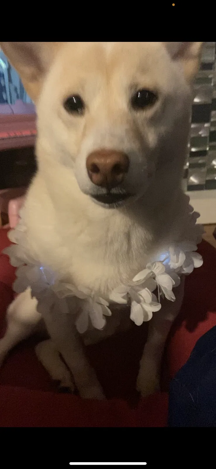 Lost dog in Stamford, CT, 6902