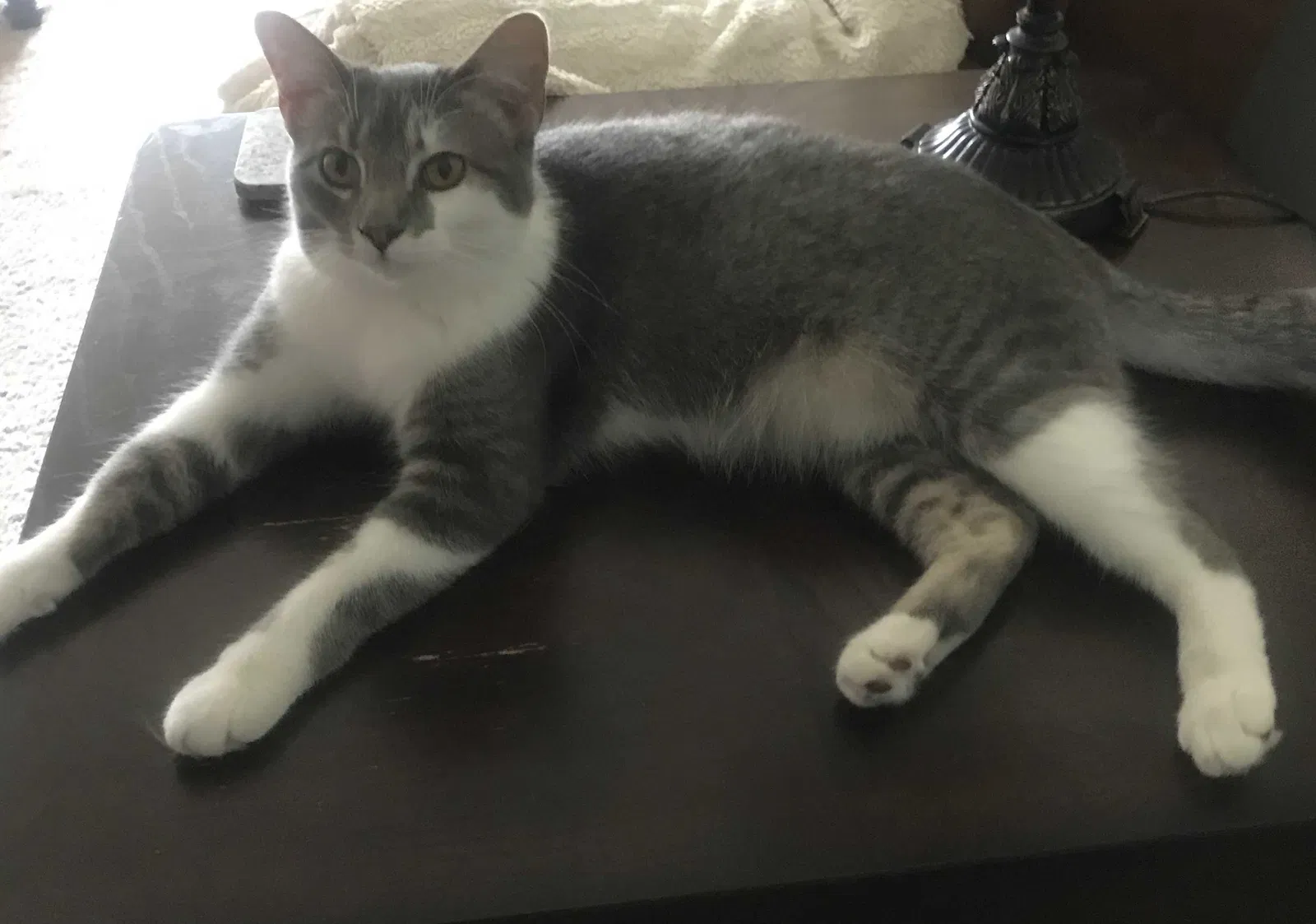 Lost cat in Overland Park, KS, 66214