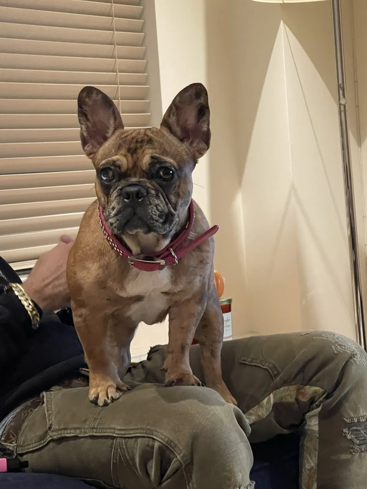 Lost dog in Teaneck, NJ, 7666