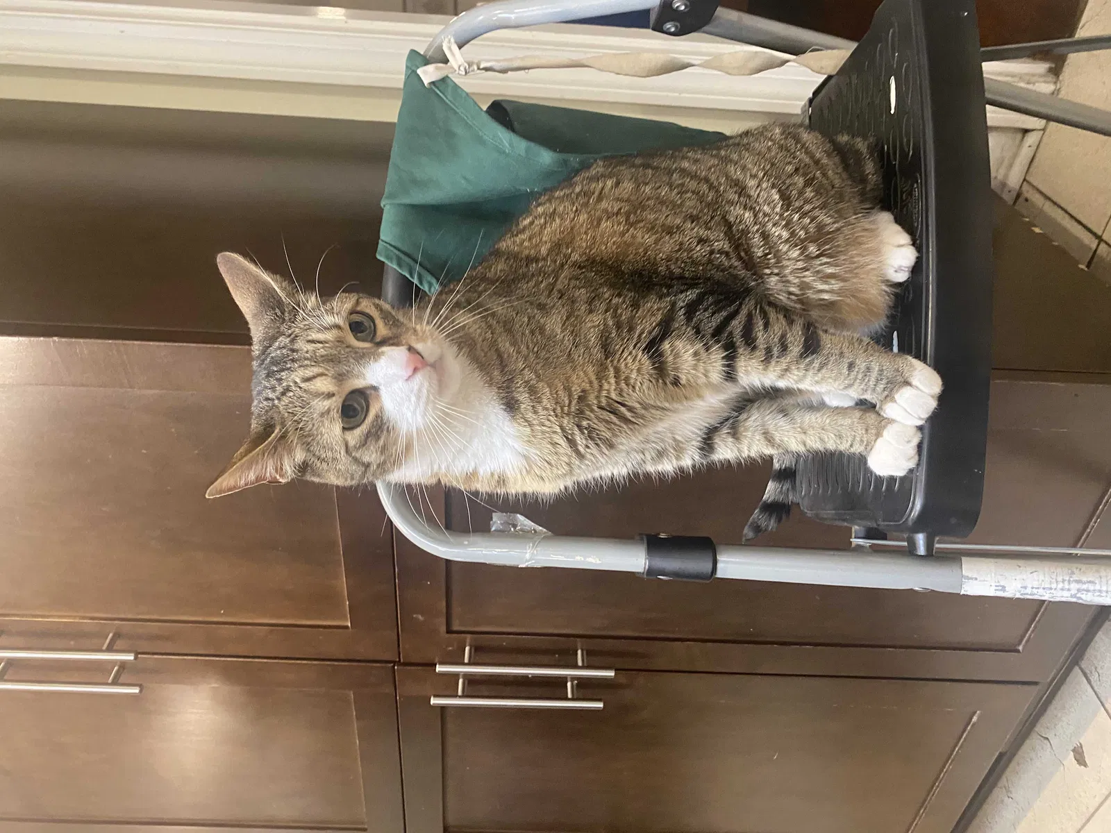 Lost cat in Hillside, NJ, 7205