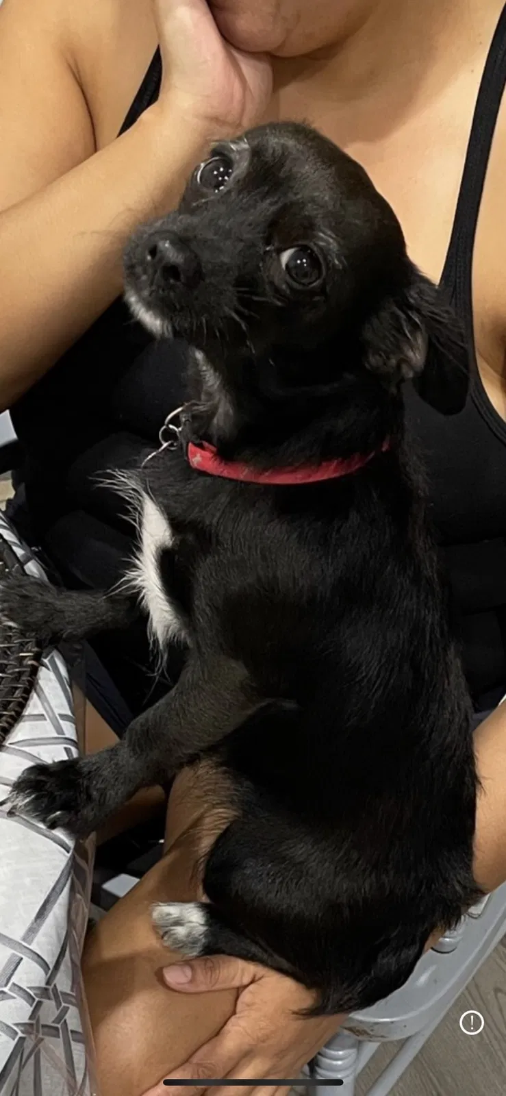Lost dog in Cleveland, TX, 77327