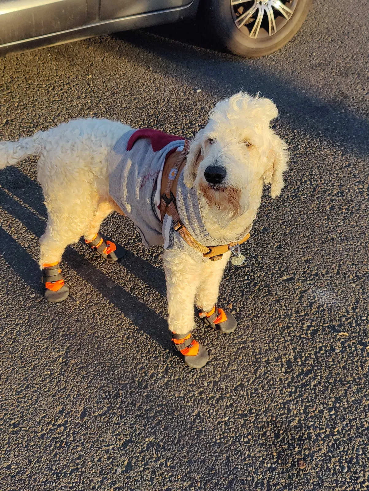 Lost dog in Portland, OR, 97214
