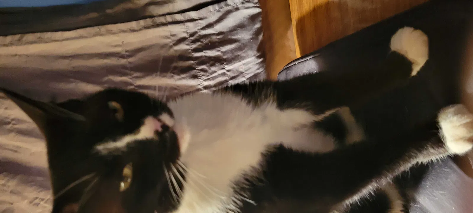 Lost cat in Denton, NC, 27239