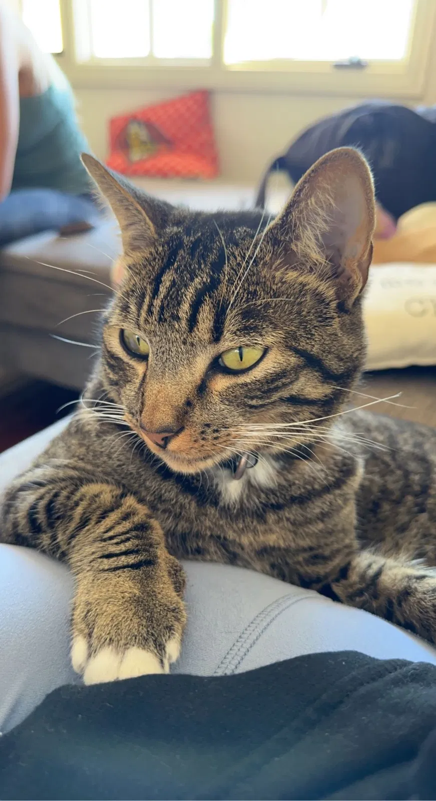 Lost cat in San Diego, CA, 92109