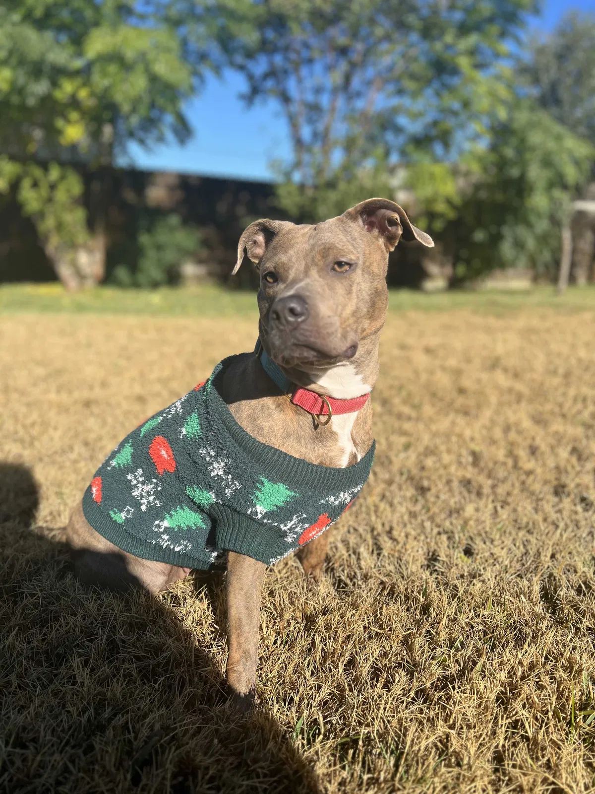 Lost dog in Austin, TX, 78744
