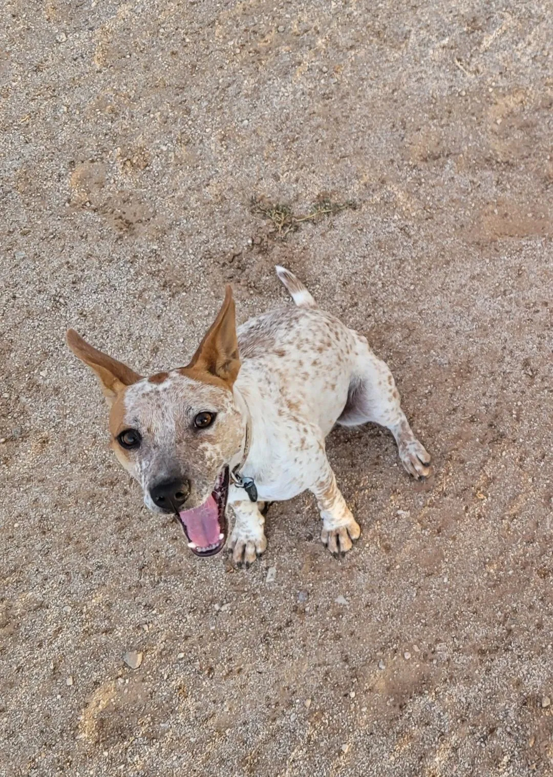 Lost dog in Maricopa, AZ, 85138