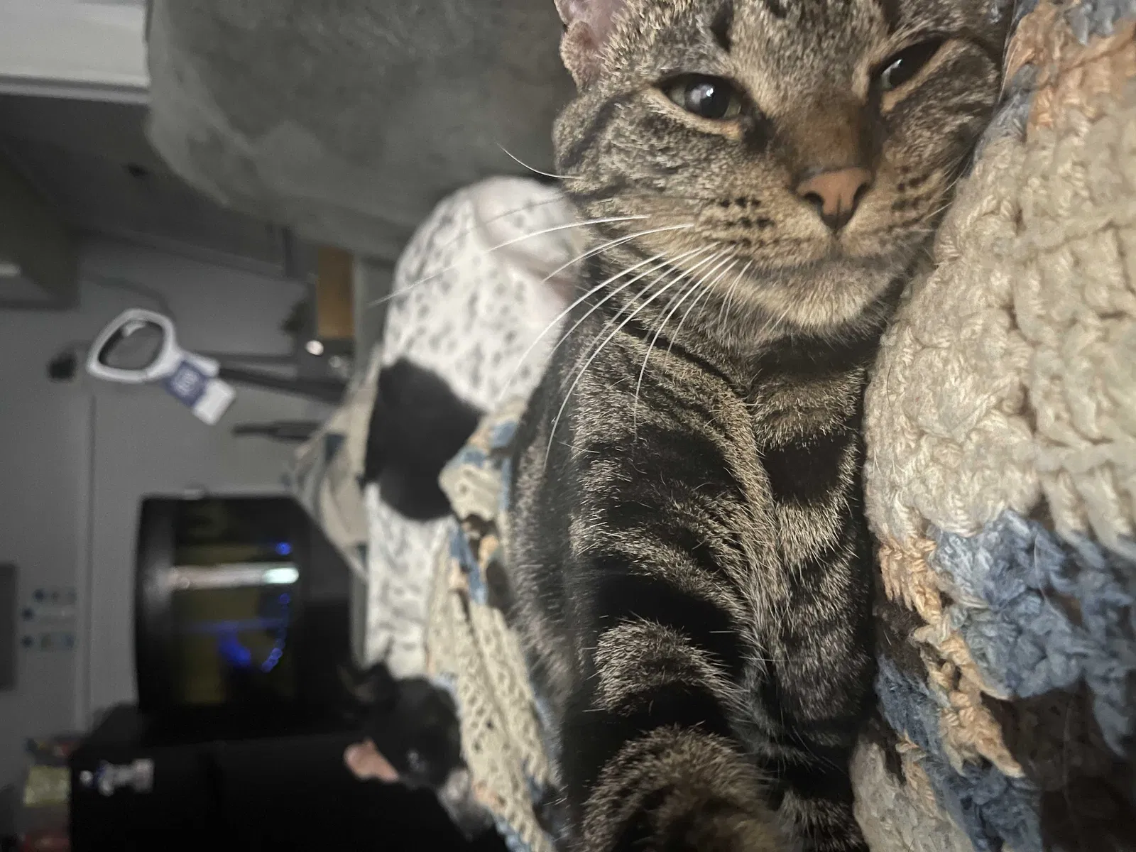 Lost cat in Clearwater, FL, 33765