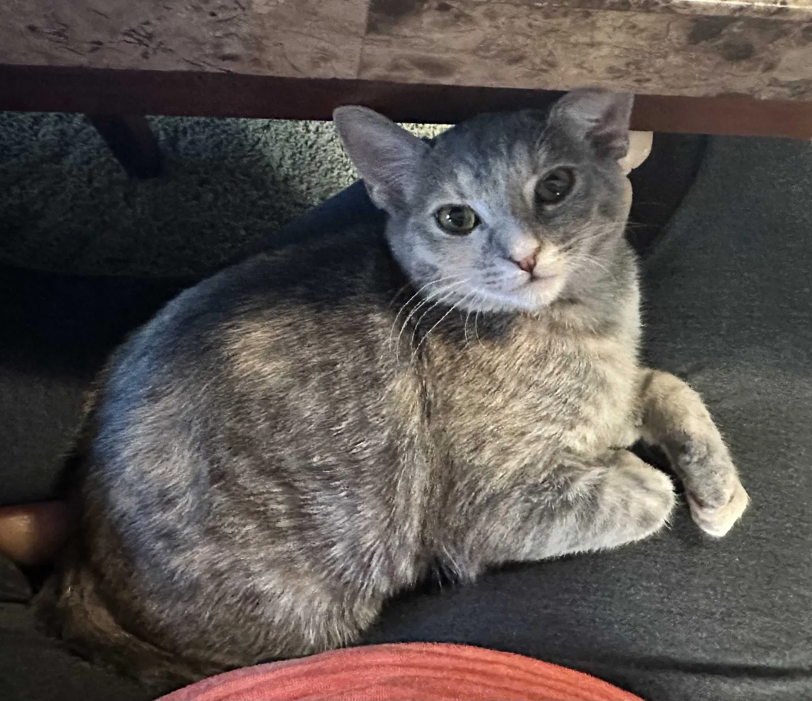 Lost cat in Murrieta, CA, 92563