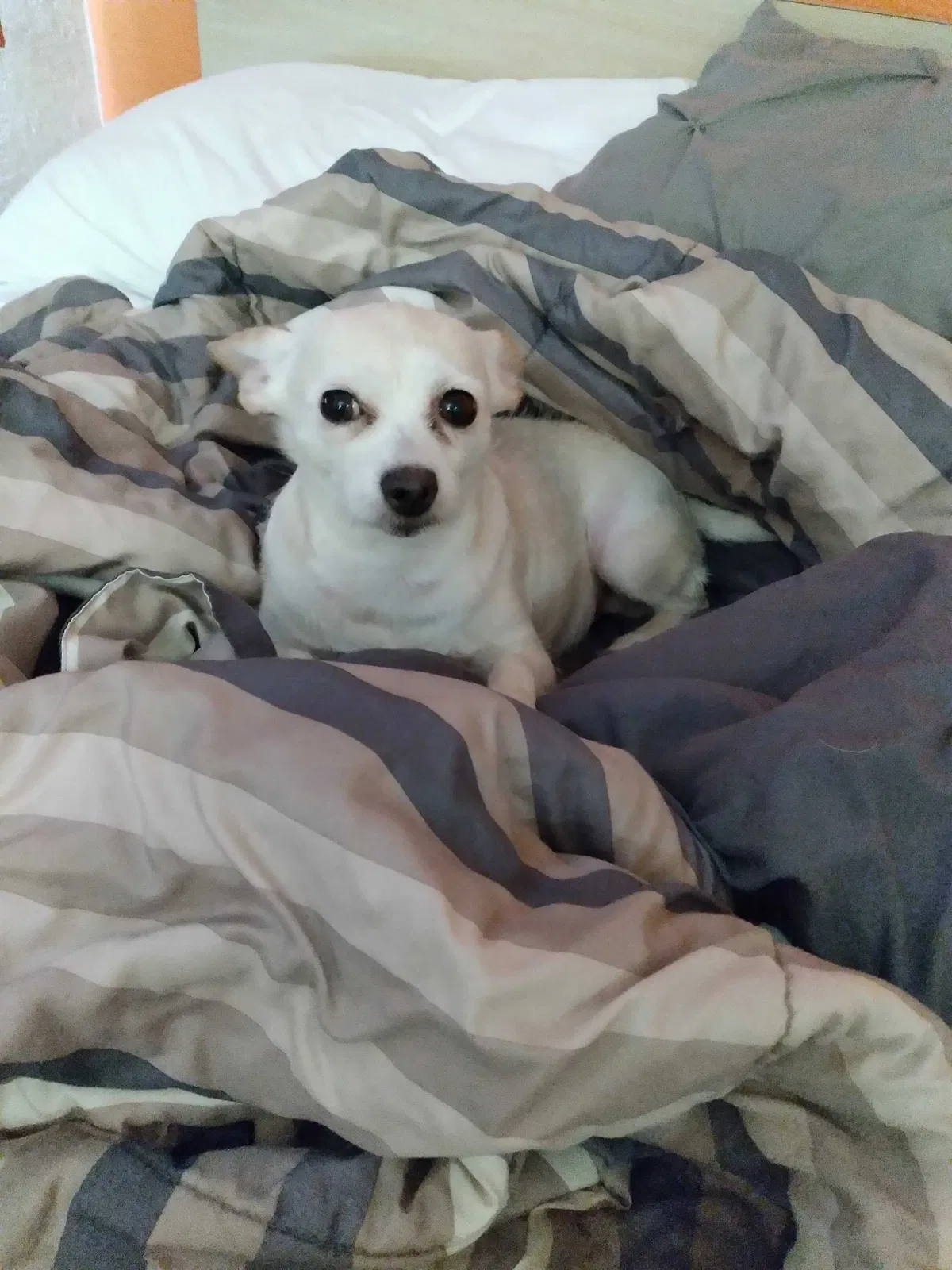 Lost dog in Whittier, CA, 90606