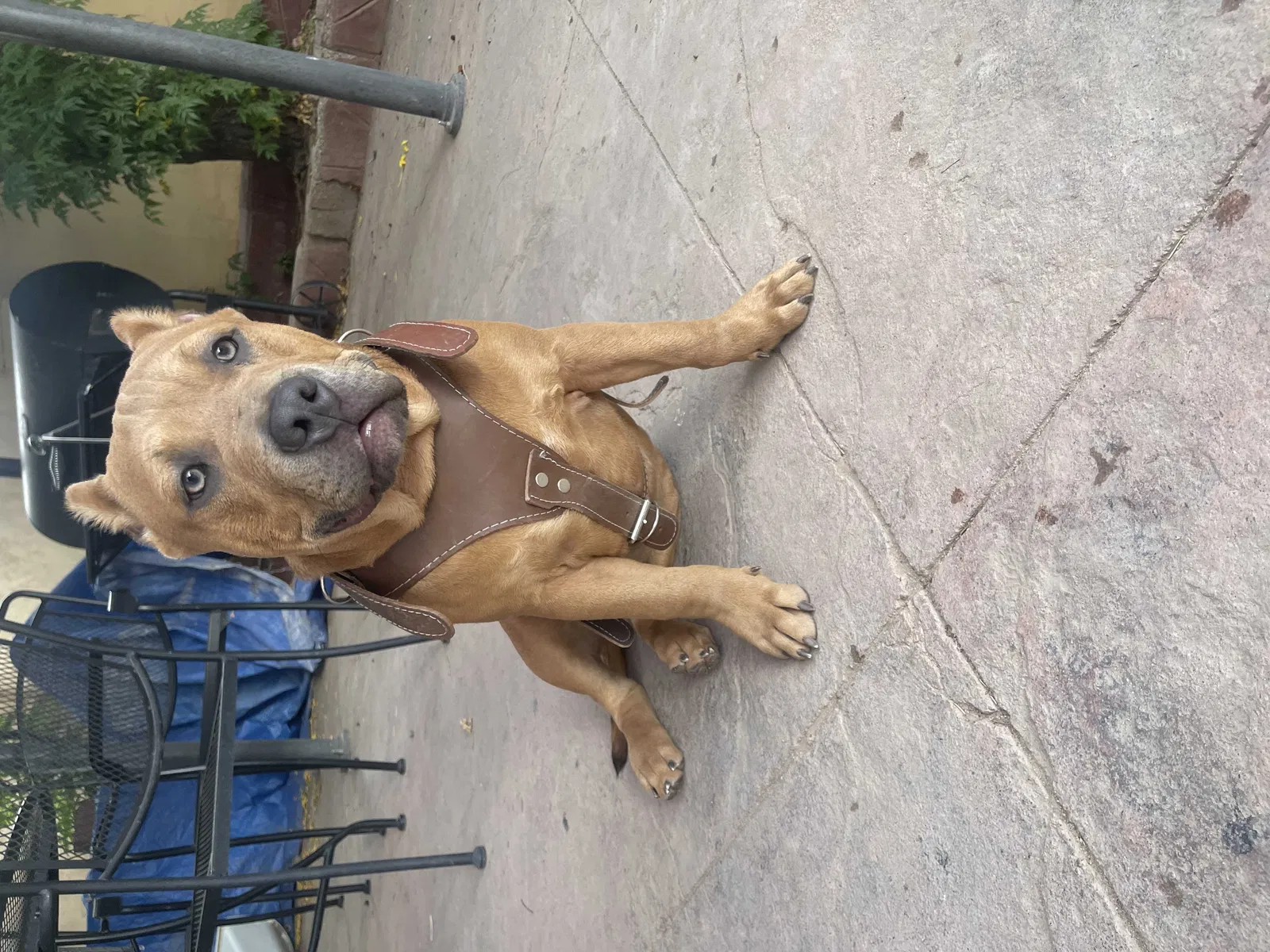 Lost dog in Albuquerque, NM, 87121