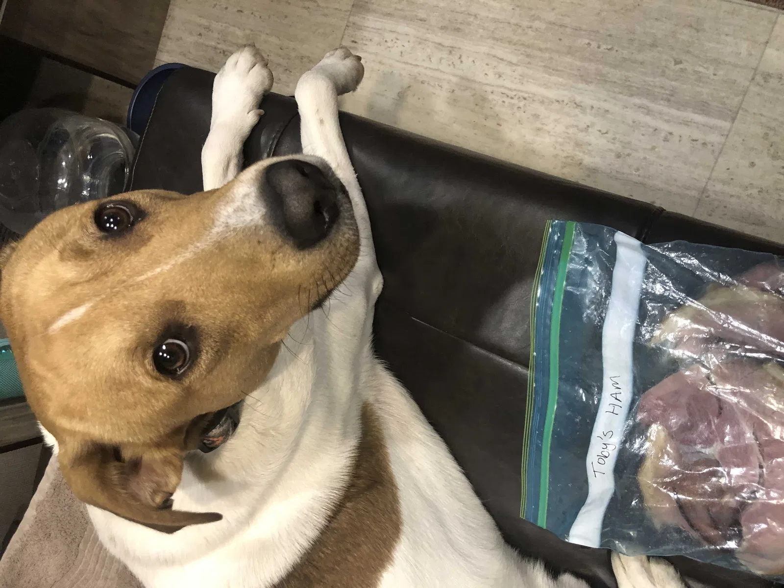 Lost dog in Joliet, IL, 60436