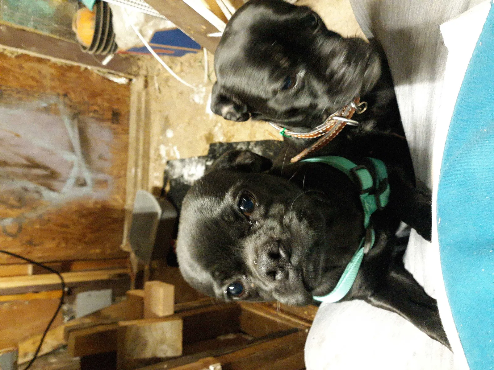 Lost dog in Fort Dodge, IA, 50501