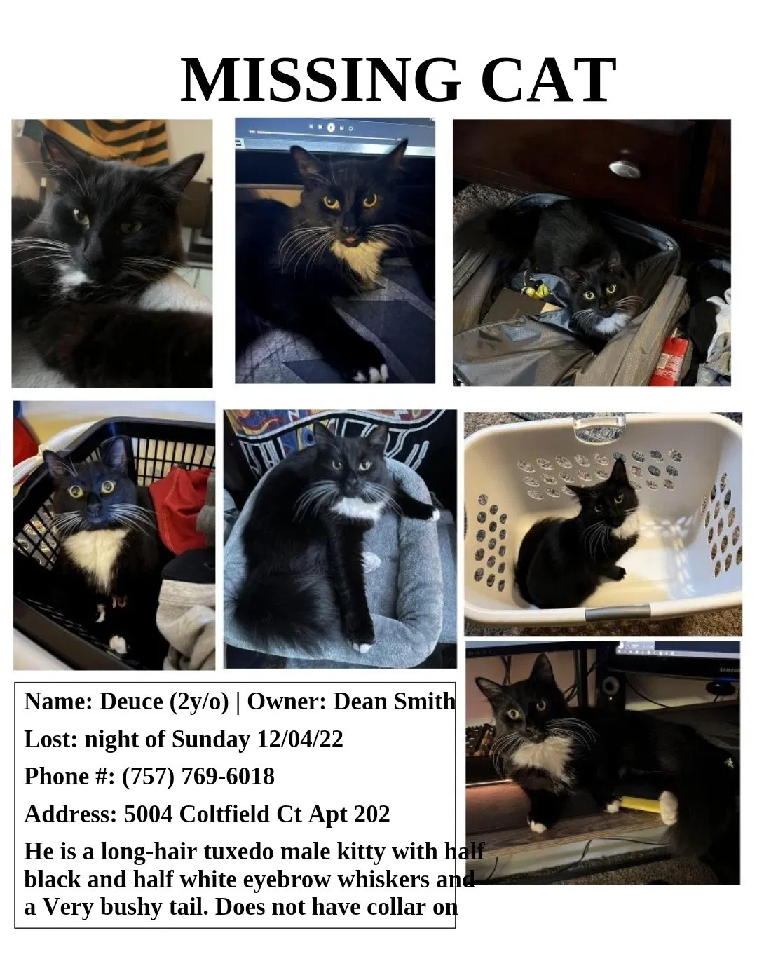 Lost cat in Virginia Beach, VA, 23462