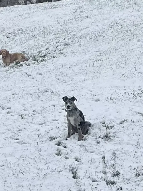 Lost dog in Jeffersonville, IN, 47130