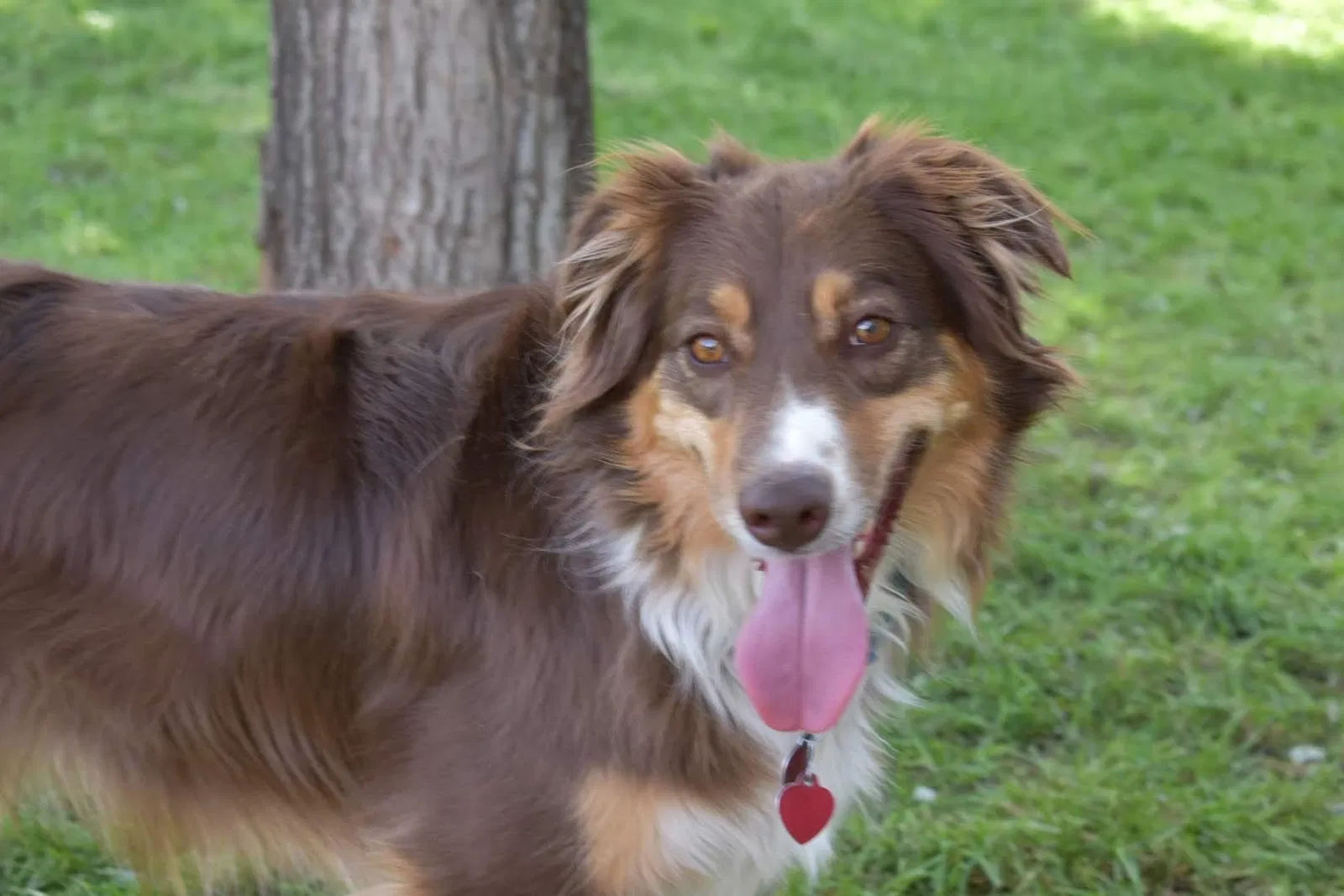 Lost dog in Longmont, CO, 80504