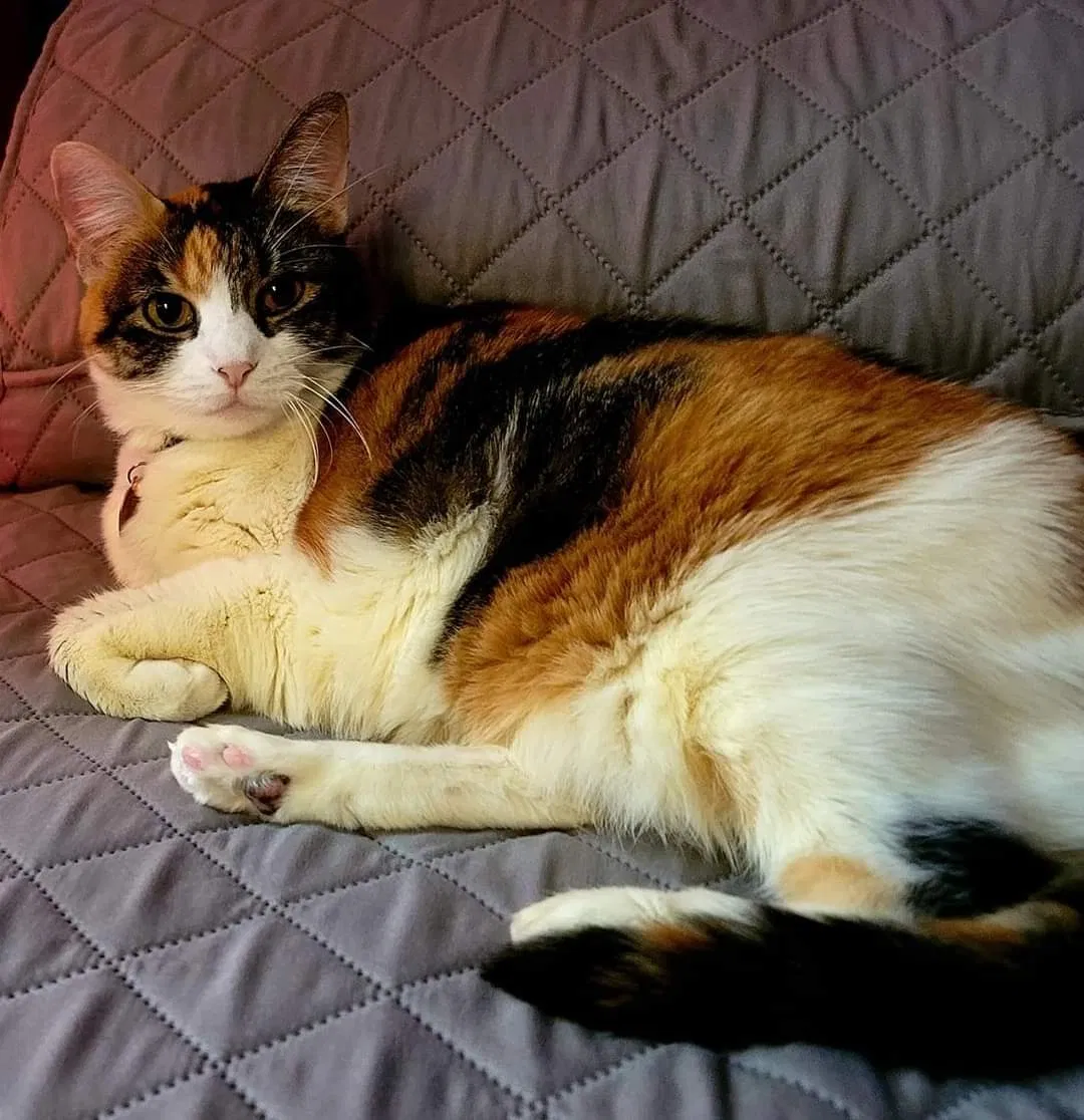 Lost cat in Unknown, TX, 75036