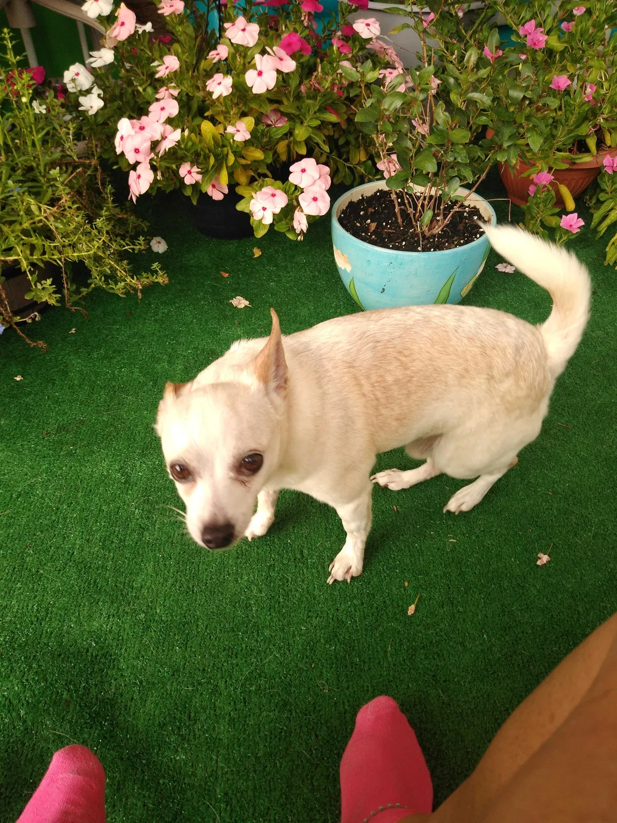 Lost dog in Fort Worth, TX, 76107