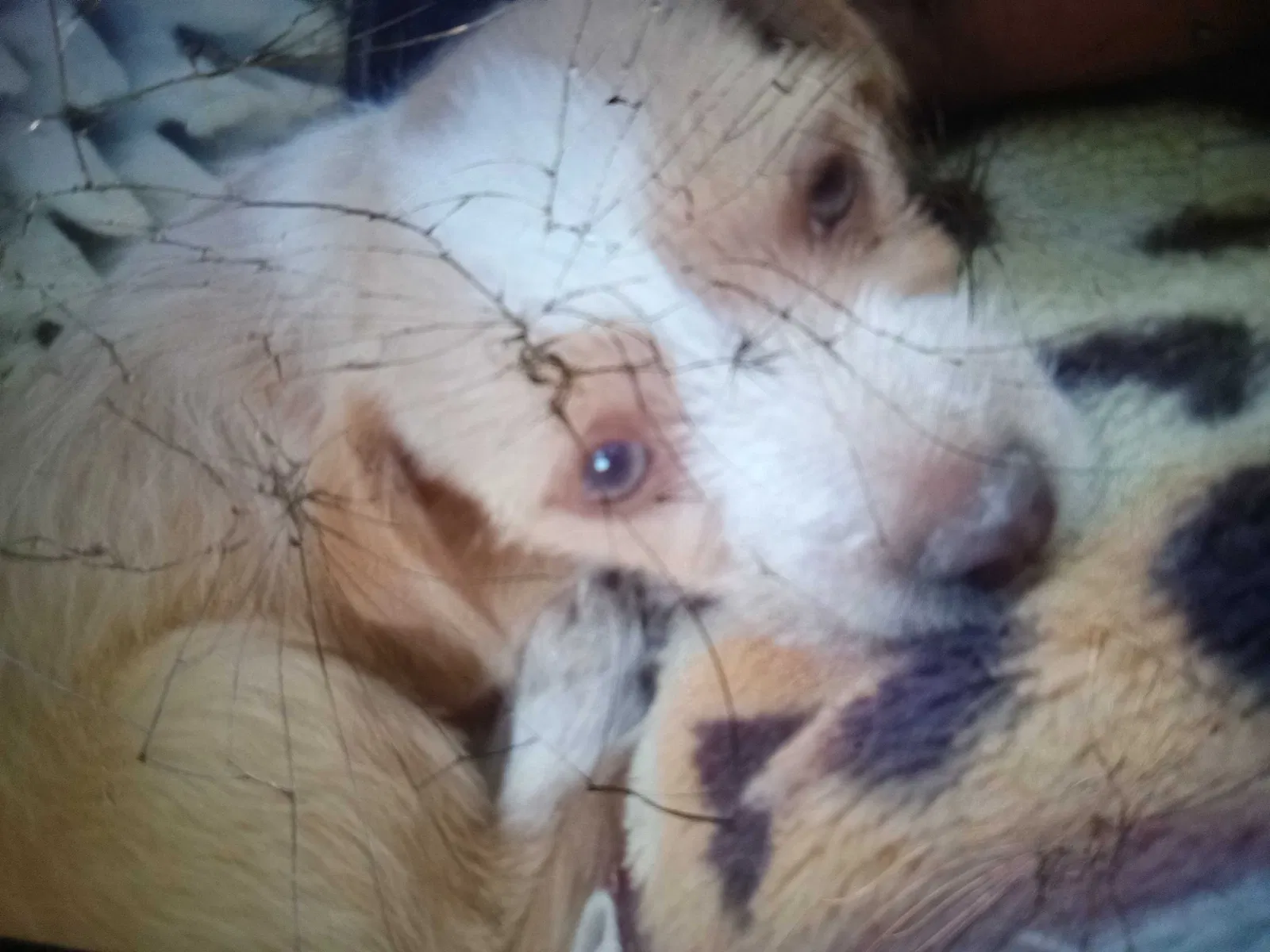 Lost dog in Salt Lake City, UT, 84120