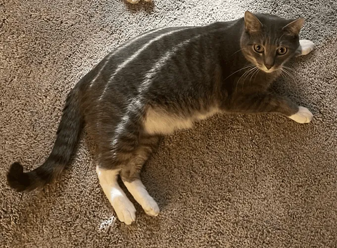 Lost cat in Clayton, NC, 27527