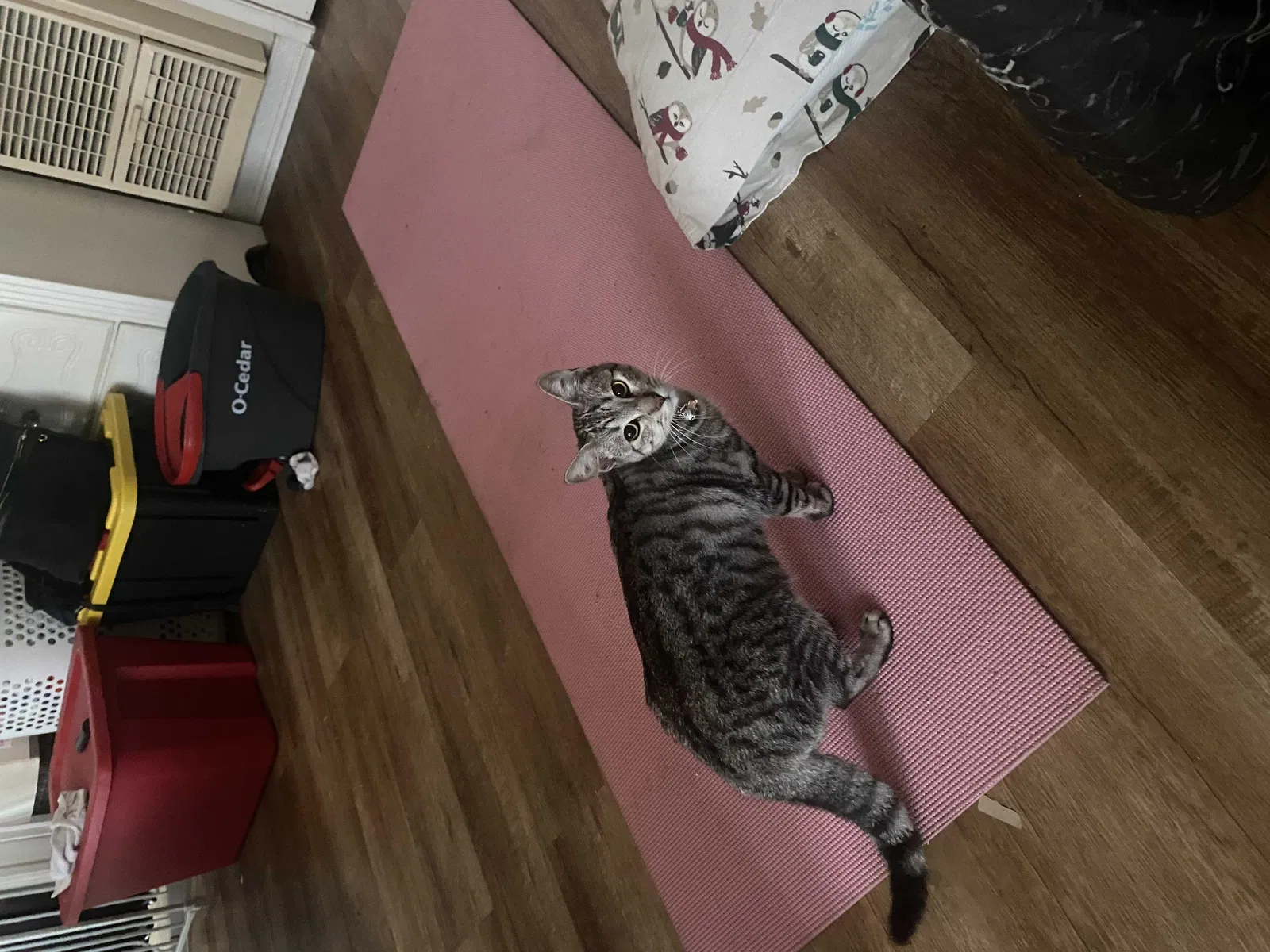 Lost cat in San Diego, CA, 92114