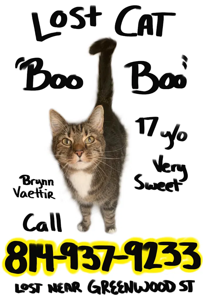 Lost cat in Elkton, MD, 21921