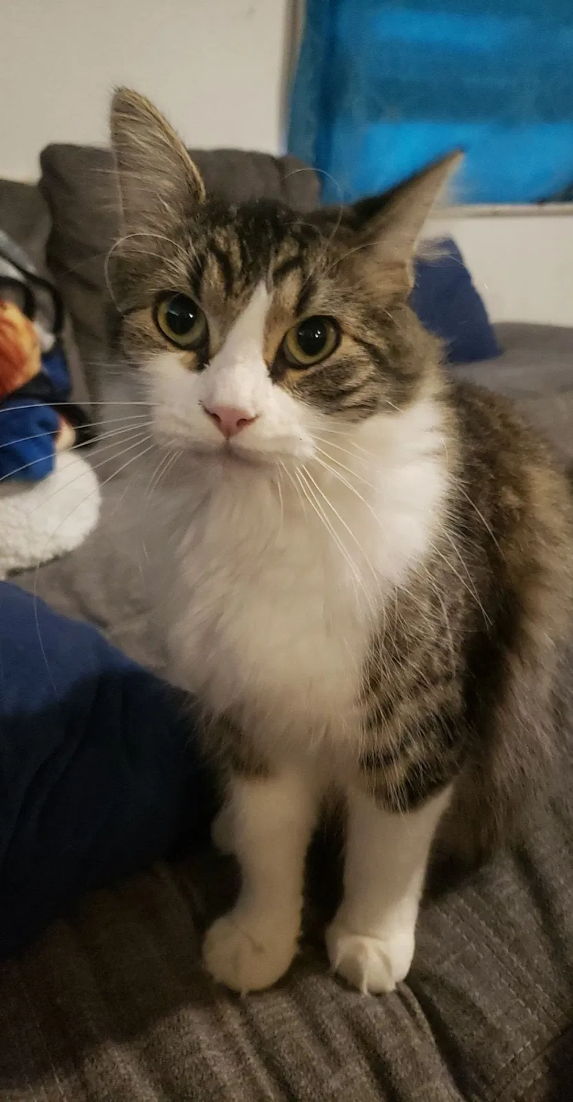 Lost cat in Fort Worth, TX, 76148