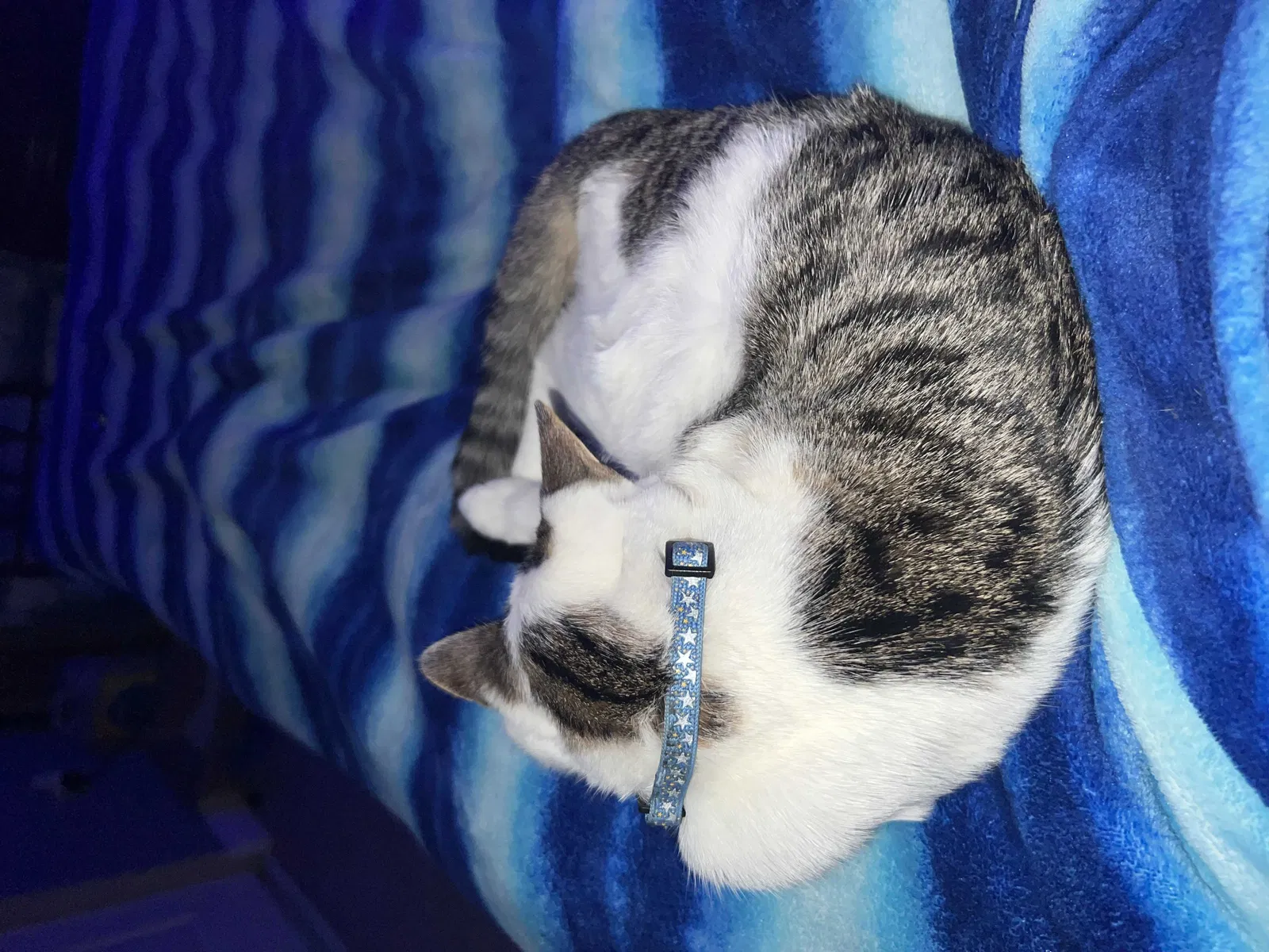 Lost cat in La Puente, CA, 91744
