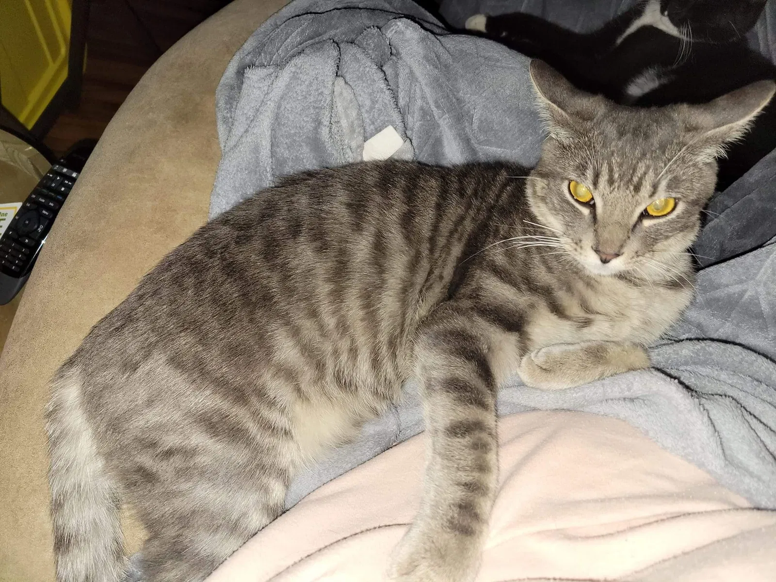 Lost cat in San Antonio, TX, 78250