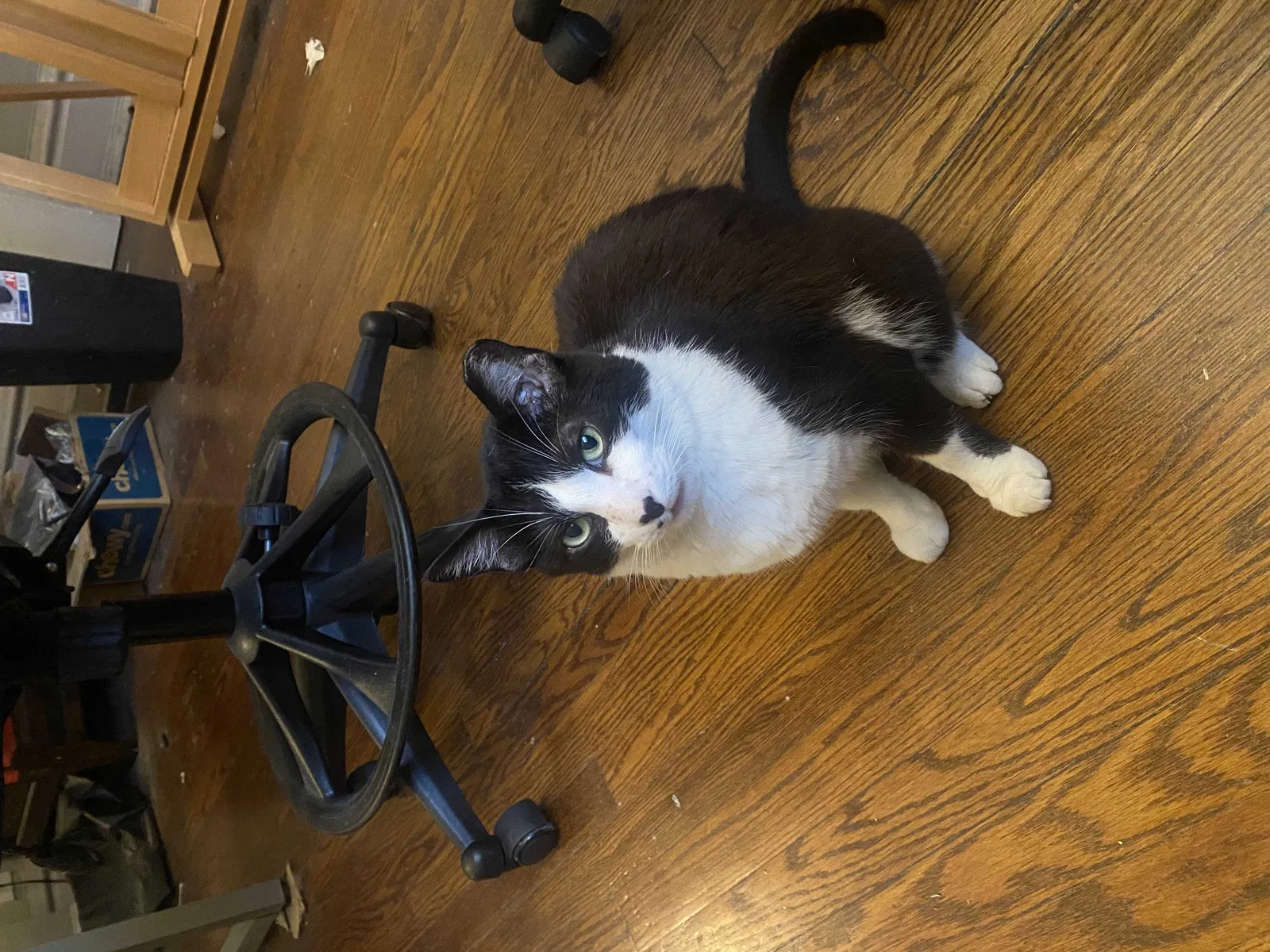 Lost cat in Chicago, IL, 60647