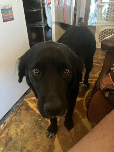 Lost dog in Unknown, AL, 366613