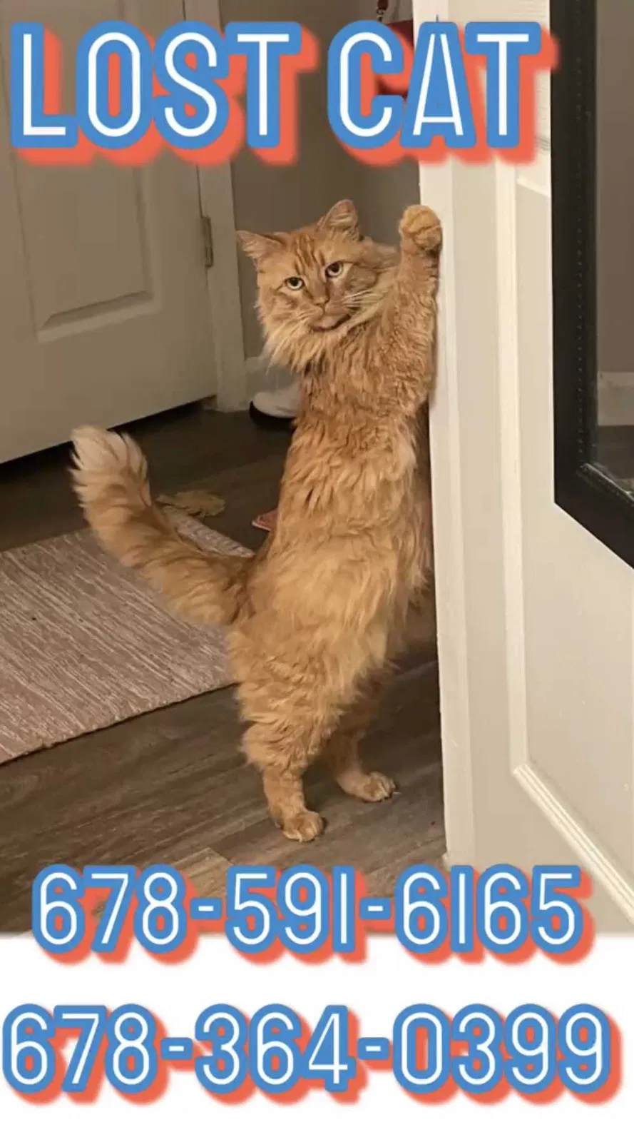 Lost cat in Peachtree City, GA, 30269