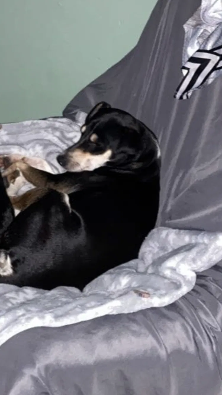 Lost dog in Kiln, MS, 39556