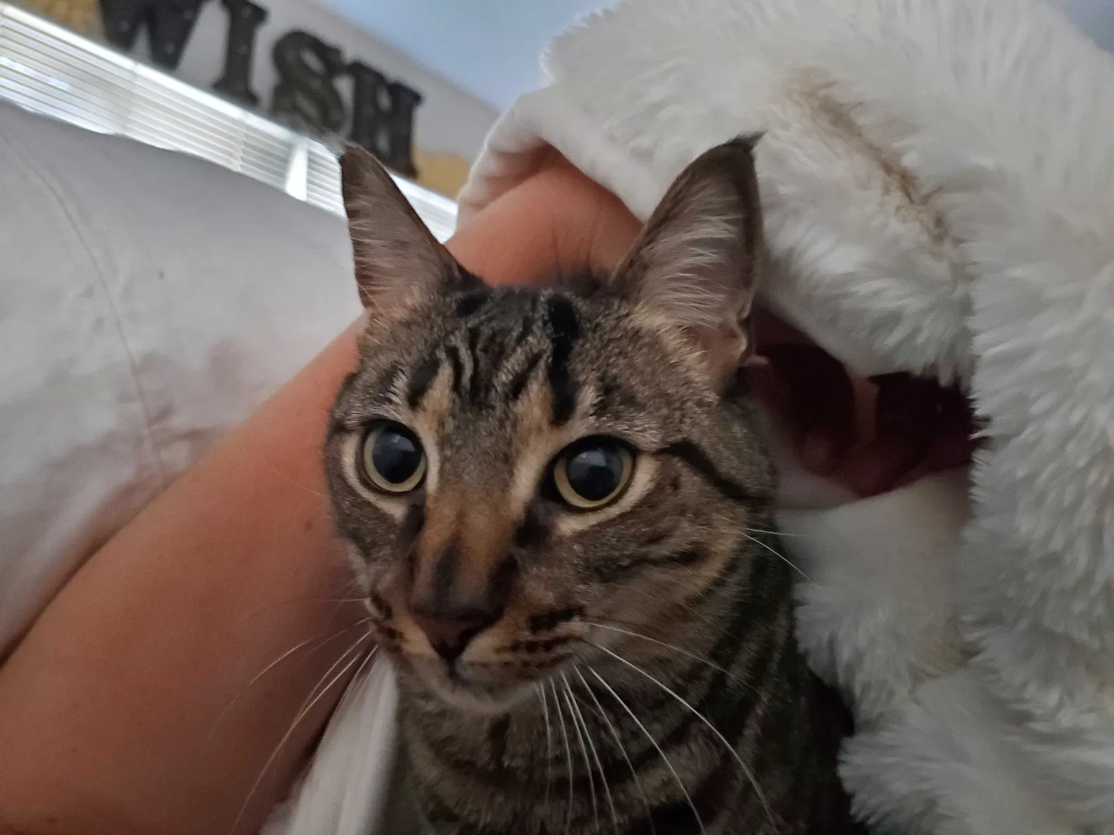 Lost cat in North Hollywood, CA, 91606
