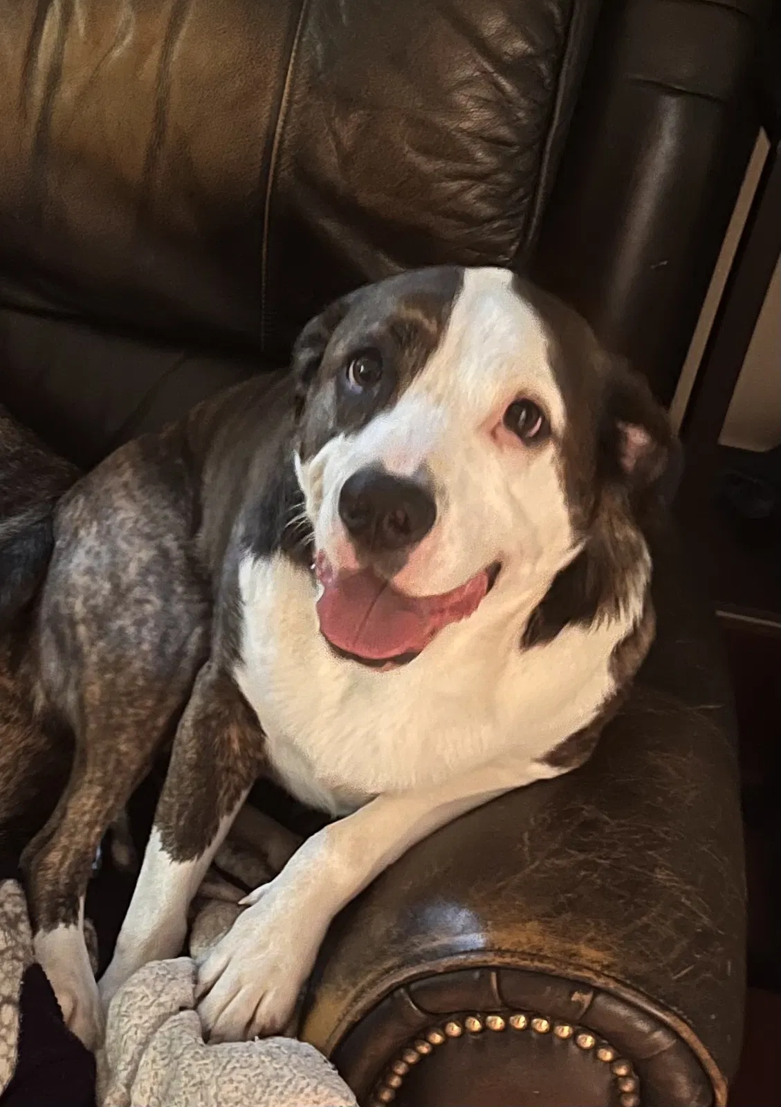 Lost dog in Avoca, MI, 48006