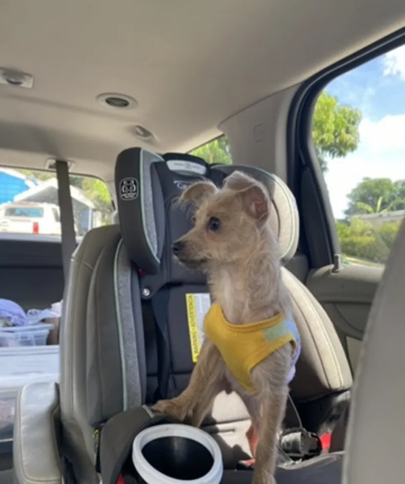 Lost dog in Fort Lauderdale, FL, 33309