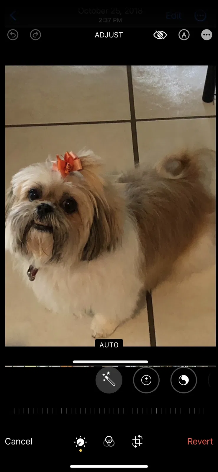 Lost dog in Orlando, FL, 32828