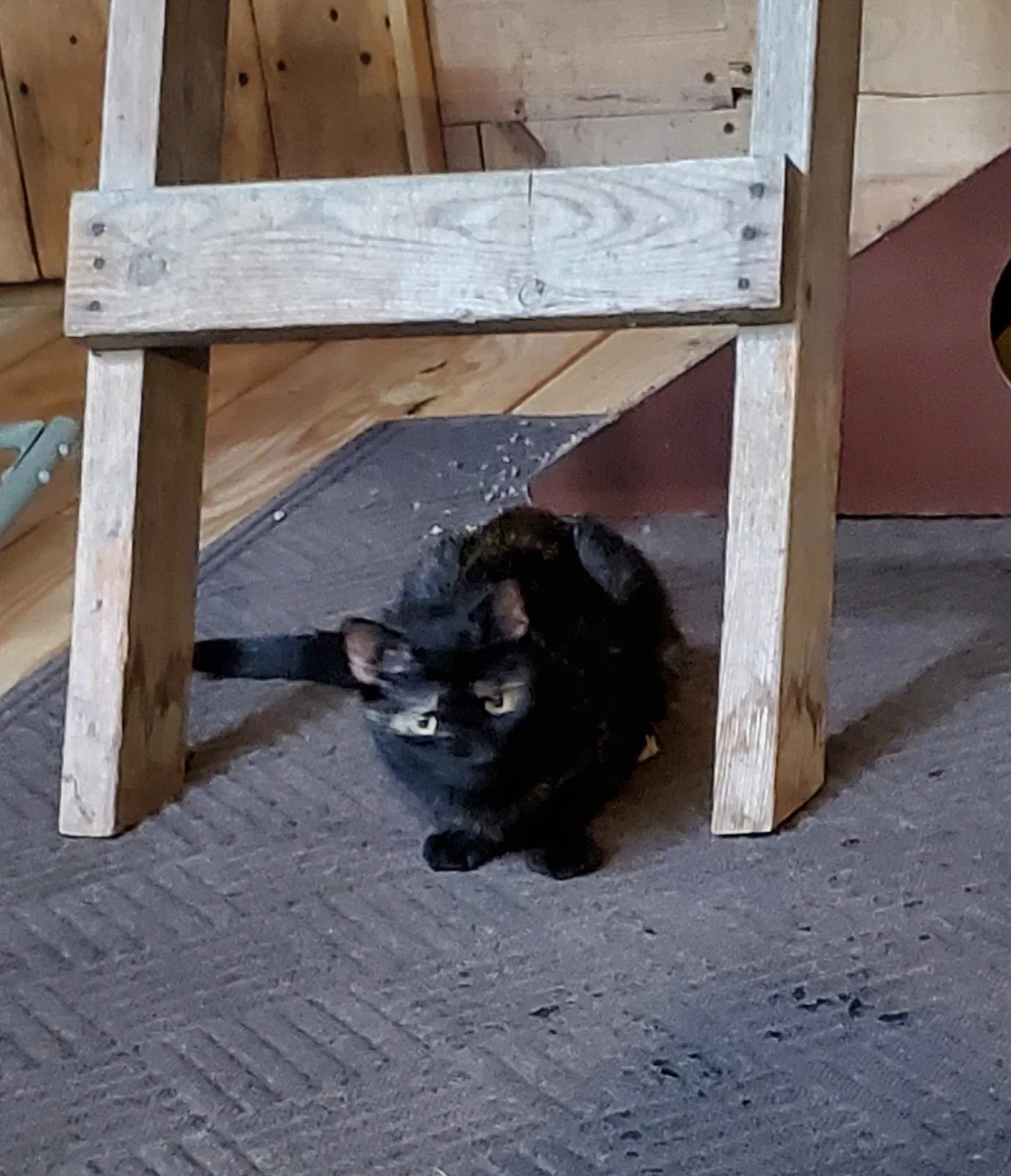 Lost cat in Newport, MI, 48166