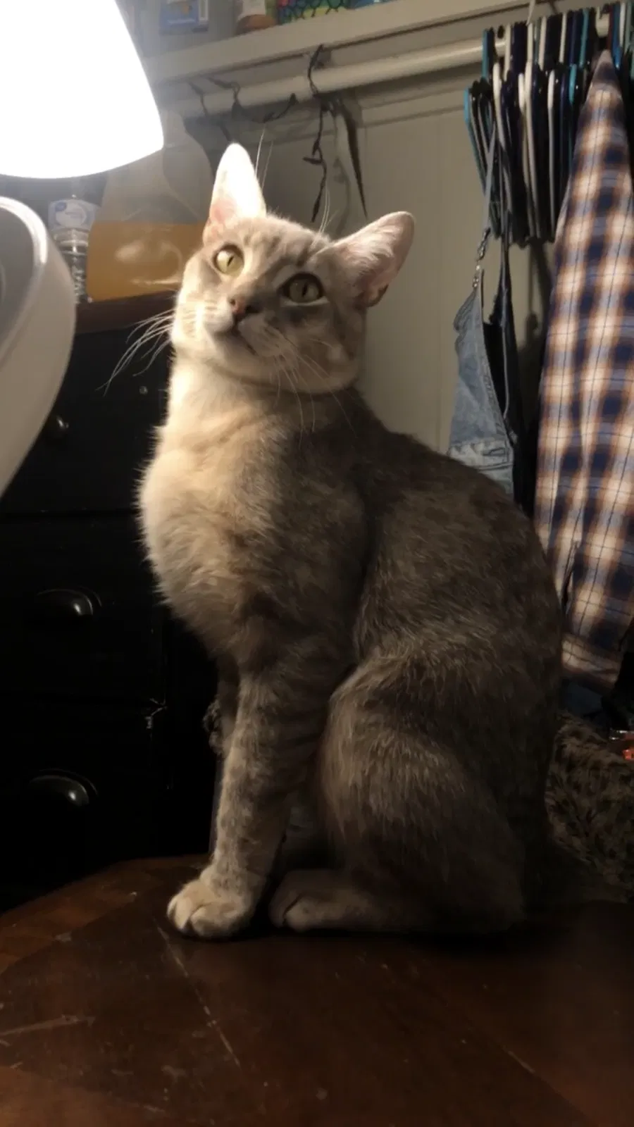 Lost cat in Ramona, CA, 92065
